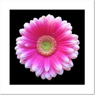 gerbera flower, daisies, gerberas, daisy, bloom Posters and Art